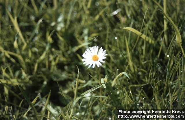 Photo: Bellis perennis 1.