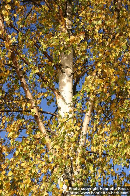 Photo: Betula pendula 8.