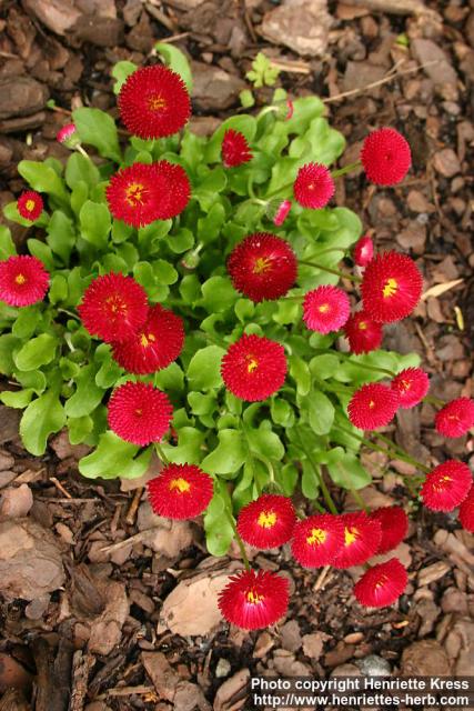 Photo: Bellis perennis 4.