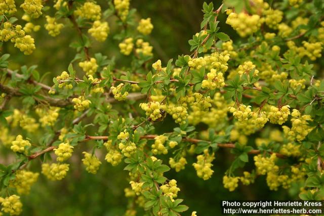 Photo: Berberis beaniana.