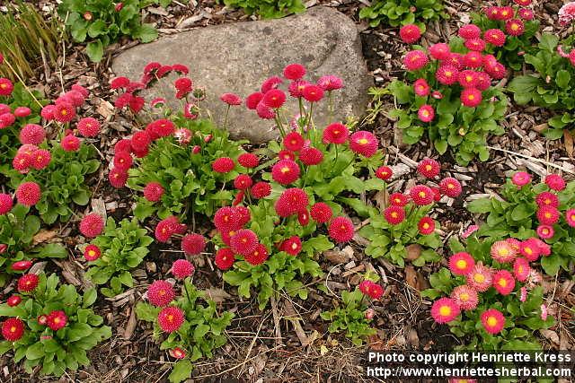 Photo: Bellis perennis 5.