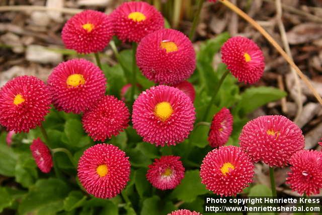 Photo: Bellis perennis 6.