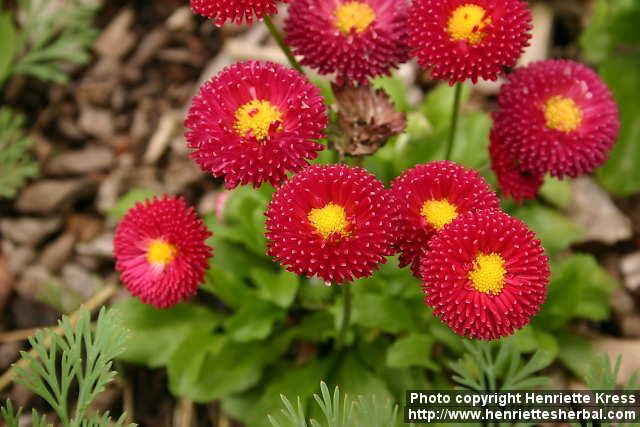 Photo: Bellis perennis 7.