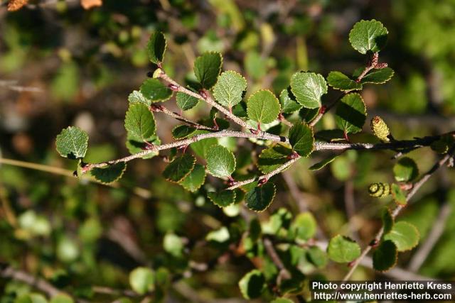 Photo: Betula nana 4.