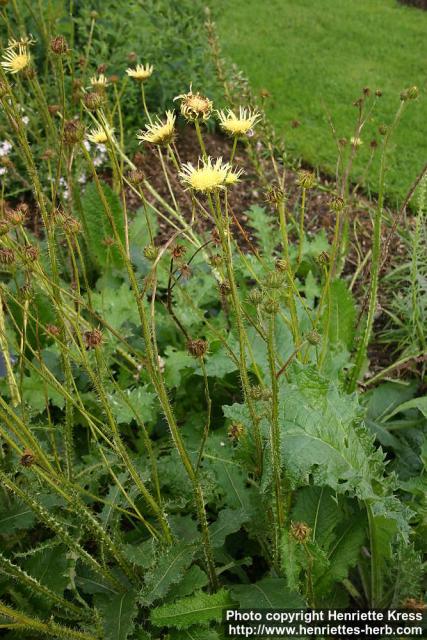 Photo: Berkheya radula 1.