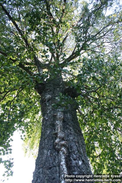 Photo: Betula pendula 14.