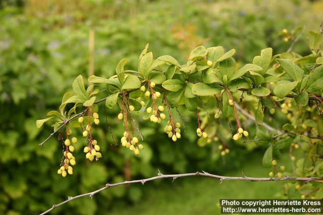 Photo: Berberis sieboldii 5.