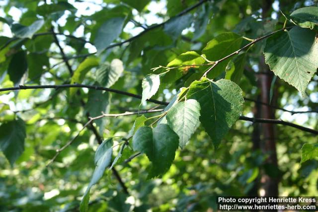 Photo: Betula papyrifera 1.