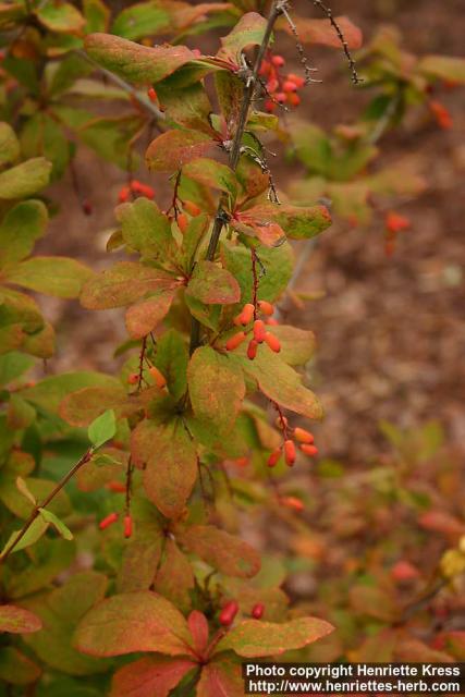 Photo: Berberis amurensis.