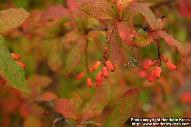 Photo: Berberis amurensis 1.