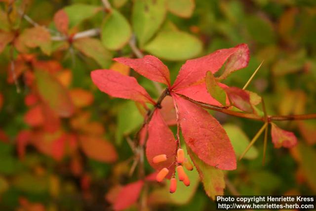 Photo: Berberis amurensis 2.