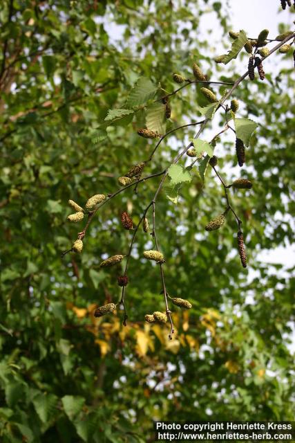 Photo: Betula ermanii 1.