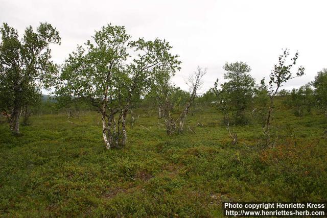 Photo: Betula pubescens 6.