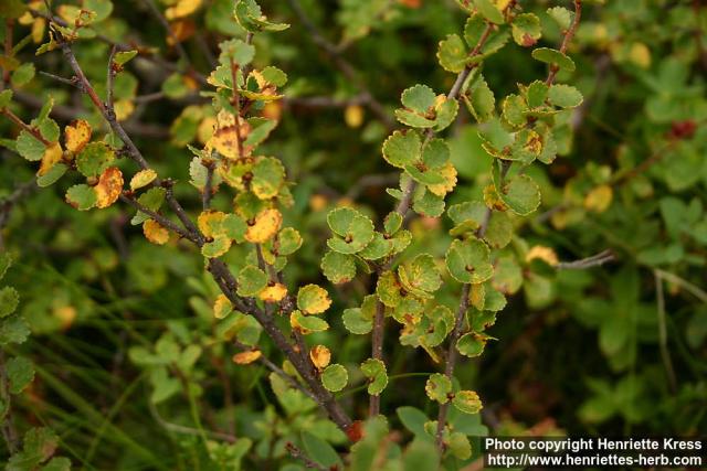 Photo: Betula nana 5.