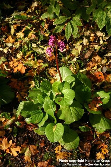 Photo: Bergenia.