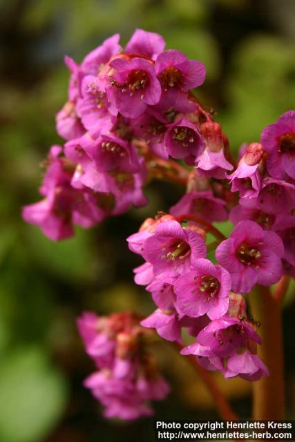 Photo: Bergenia 2.