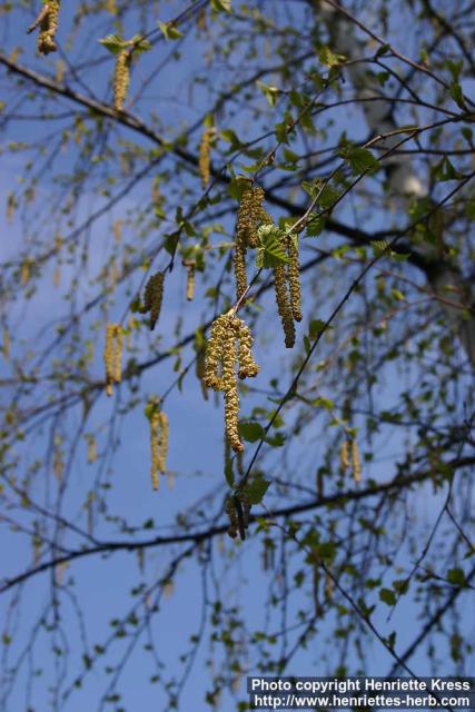 Photo: Betula pendula 16.