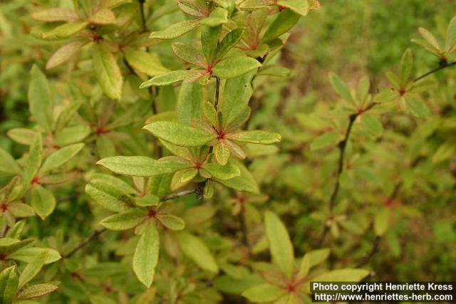 Photo: Berberis sieboldii 6.