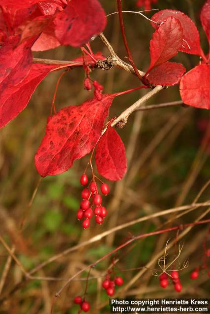 Photo: Berberis koreana 2.