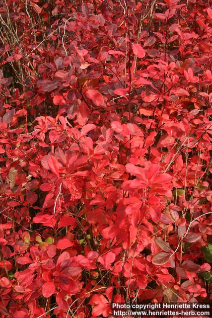 Photo: Berberis Koreana 5.