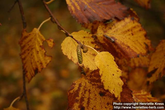 Photo: Betula ermanii 4.