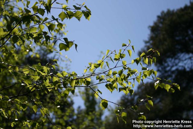 Photo: Betula pendula 17.