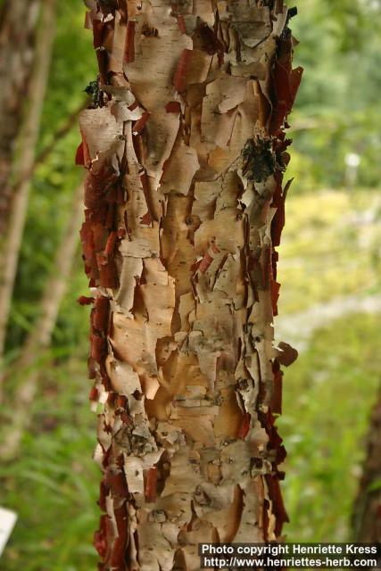 Photo: Betula davurica 0.