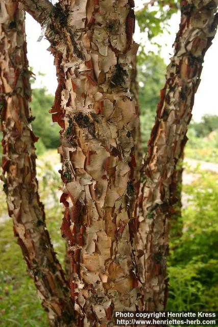 Photo: Betula davurica 1.