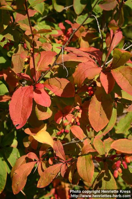 Photo: Berberis amurensis 4.