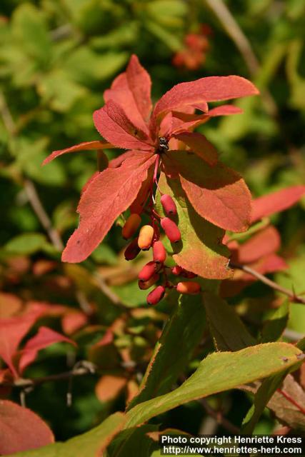 Photo: Berberis amurensis 5.