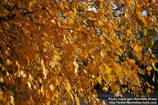 Photo: Betula pendula 18.