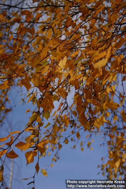 Photo: Betula pendula 19.