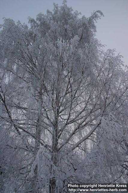 Photo: Betula pendula 23.