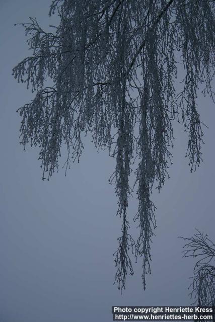 Photo: Betula pendula 26.