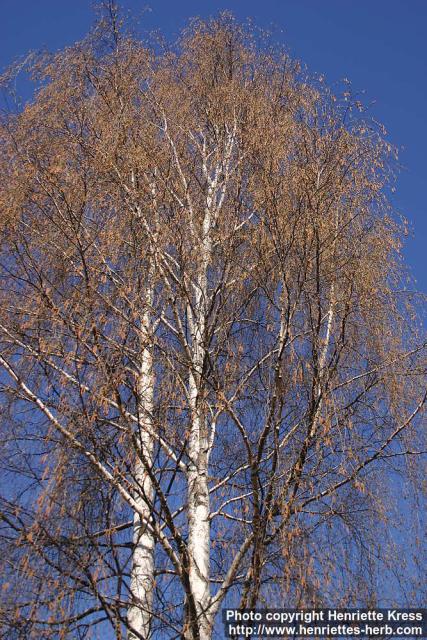 Photo: Betula pendula 28.