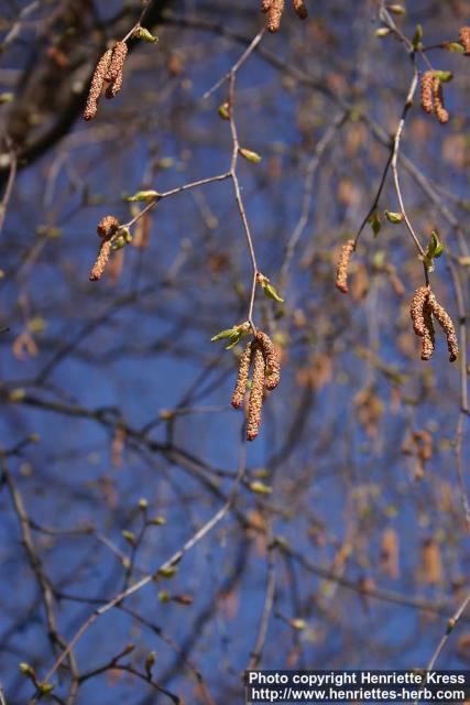 Photo: Betula pendula 29.