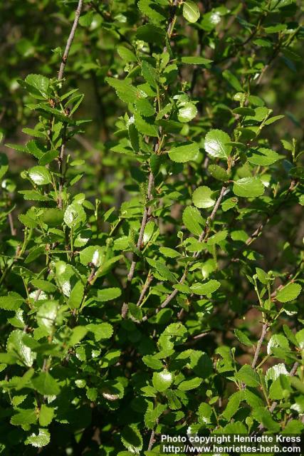 Photo: Betula glandulosa 0.