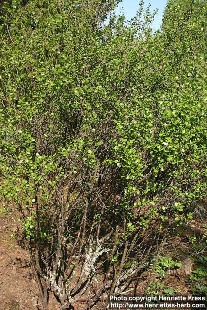 Photo: Betula glandulosa 1.