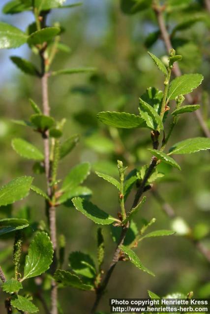 Photo: Betula glandulosa 2.