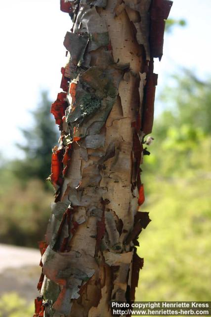 Photo: Betula davurica 5.