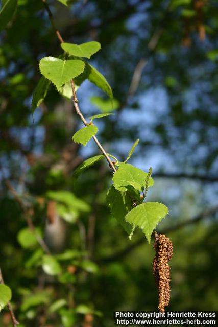 Photo: Betula pendula 32.