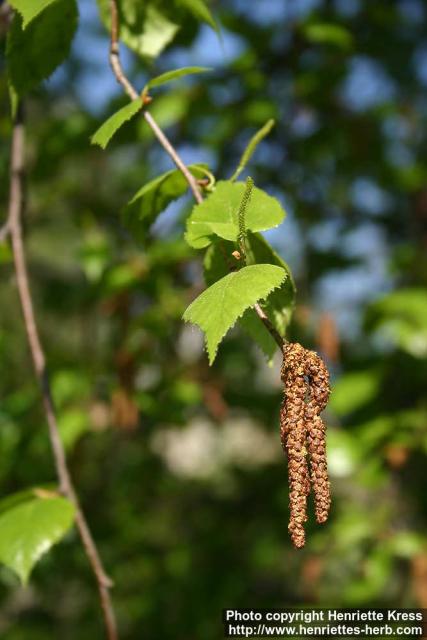 Photo: Betula pendula 33.