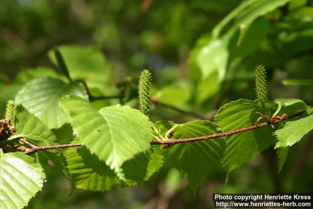 Photo: Betula ermanii 7.