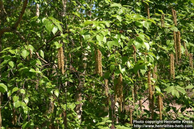 Photo: Betula ermanii 8.