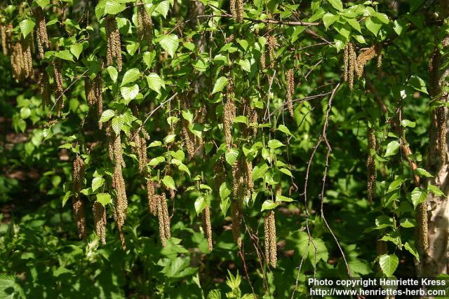 Photo: Betula Ermanii 9.