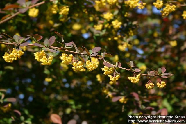 Photo: Berberis 3.