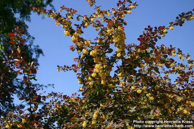 Photo: Berberis 4.