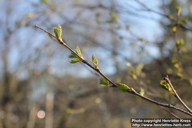 Photo: Betula pendula 36.