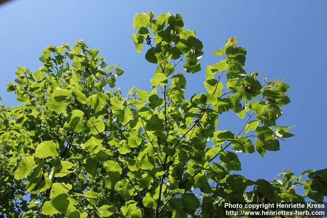 Photo: Betula maximowicziana 0.