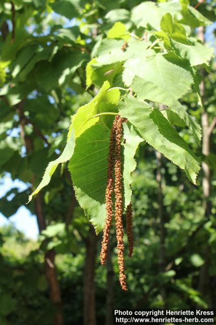 Photo: Betula maximowicziana 1.